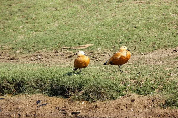 Dois Ogar Patos Vermelhos Relva Verde Vida Selvagem Pench National — Fotografia de Stock