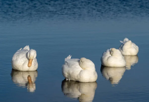 Ganso Doméstico Branco Nada Lago — Fotografia de Stock