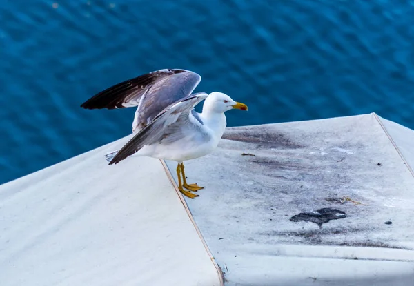 Closeup Shot Seagull — Stock Photo, Image