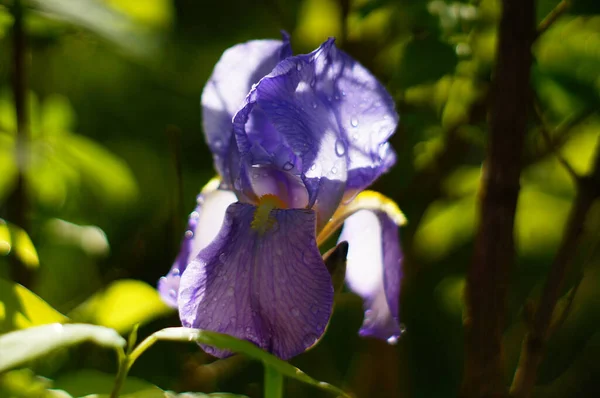 Eine Blaue Iris Nach Einem Regenschauer Gegenlicht Regentropfen Die Französische — Stockfoto