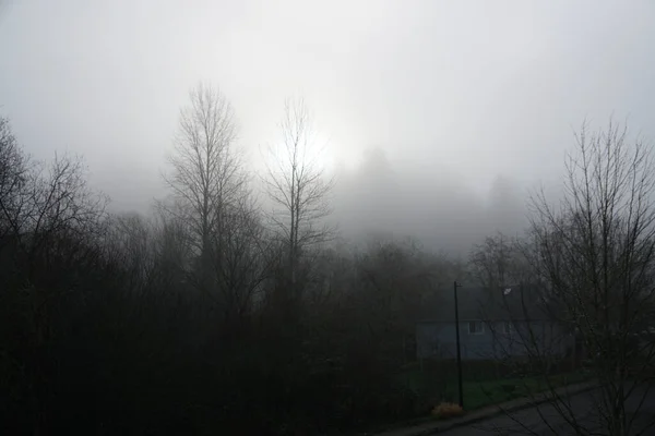 Nahaufnahme Eines Waldes Bei Starkem Nebel — Stockfoto