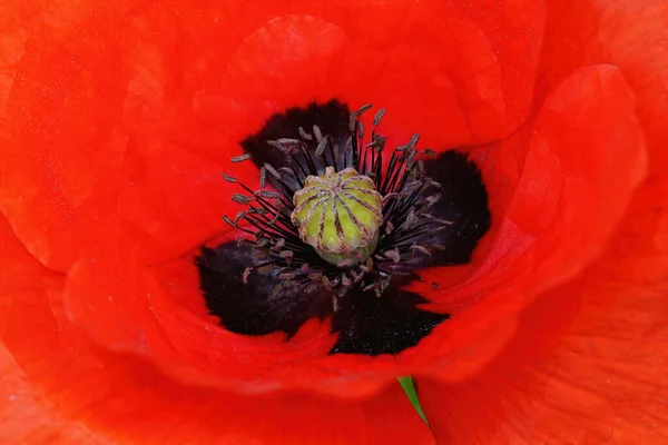 Closeup Detalhado Interior Flor Uma Papoula Vermelha Papaver Rhoas — Fotografia de Stock