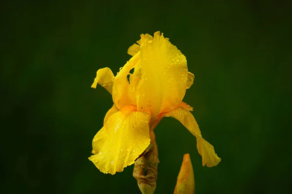 Flower Yellow Iris Rain Shower Garden Raindrops — Stock Photo, Image