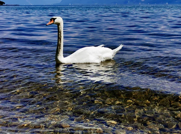Krásná Bílá Labuť Plavat Ženevského Jezera Švýcarsku Evropě — Stock fotografie
