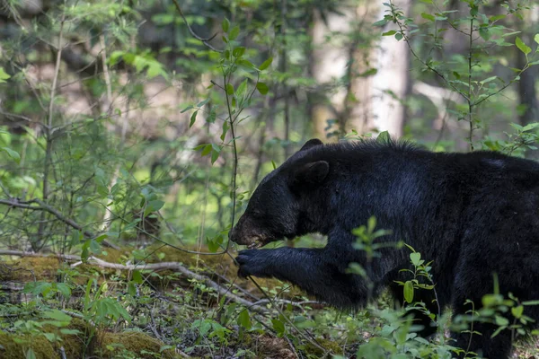 Крупный План Черного Медведя Лесу Размытом Фоне — стоковое фото