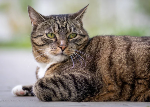 ภาพใกล ดของแมวตาส ยวนอนอย บนพ — ภาพถ่ายสต็อก