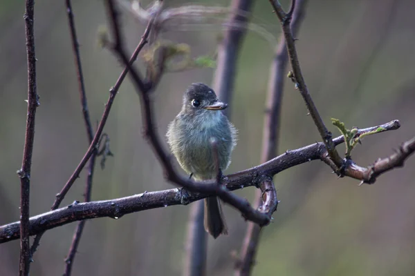 Close Velho Mundo Flycatchers — Fotografia de Stock