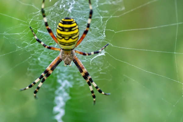 Selektiivinen Tarkennus Laukaus Wasp Spider Hämähäkin Verkossa — kuvapankkivalokuva