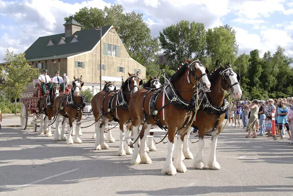 Charles Ηνωμένες Πολιτείες Ιουλ 2009 Ομάδα Άλογο Budweiser Clydesdale Τραβώντας — Φωτογραφία Αρχείου