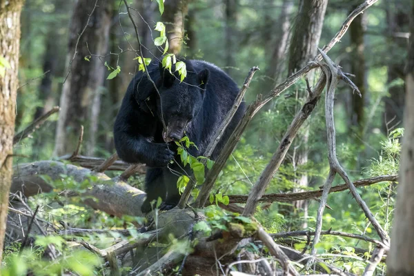 Tiro Close Urso Negro Uma Floresta Fundo Turvo — Fotografia de Stock