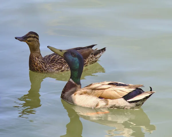 Ein Stockentenpaar Schwimmt Einem See — Stockfoto