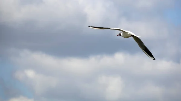 Czarnogłowy Ptak Mewy Latający Niebie — Zdjęcie stockowe