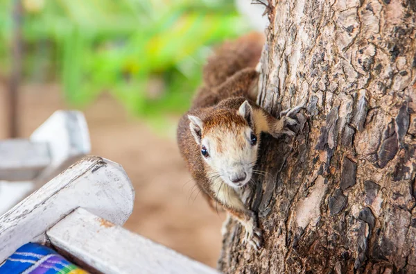 Brown Squirrel Looks Curious Interested Getting Food Ththailand Southeast Asia — стоковое фото