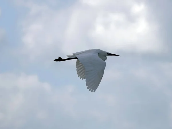 Gökyüzünde Uçan Küçük Bir Balıkçıl Kuşu — Stok fotoğraf