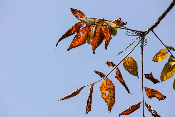 Closeup Yellow Orange Autumn Leaves Tree Branch Clear Blue Sky — Foto de Stock