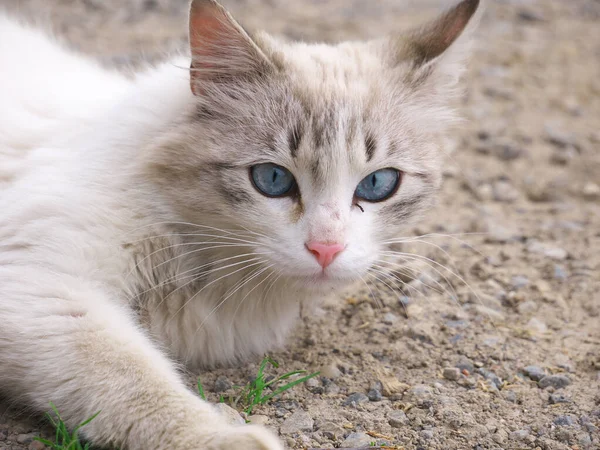 Close Pequeno Gato Bonito Com Olhos Azuis — Fotografia de Stock