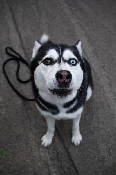 Tiro Vertical Husky Siberiano Com Olhos Duas Cores — Fotografia de Stock