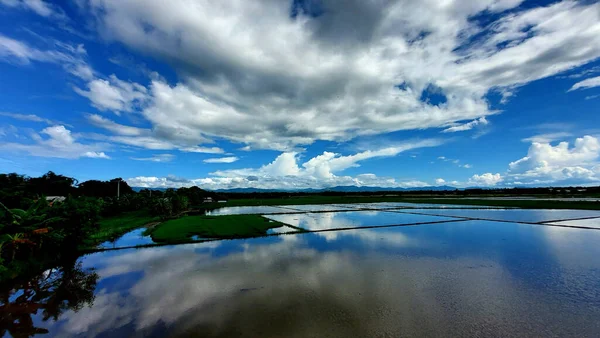 Die Schöne Landschaft Des Reisfeldes Unter Einem Bewölkten Himmel Nueva — Stockfoto