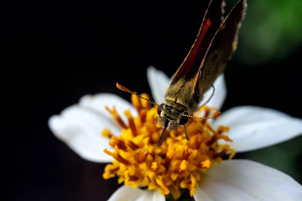 Closeup Shot Hummingbird Hawk Moth Flying Flower — Stock Photo, Image