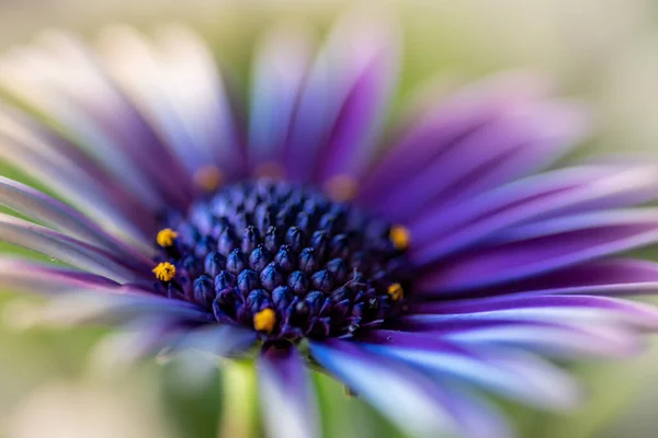 Closeup Shot Purple Gerbera Daisy Flower Blurred Background —  Fotos de Stock