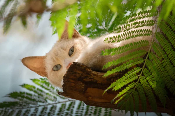 Selective Focus Shot White Cat Green Eyes Plants Wood — Foto de Stock