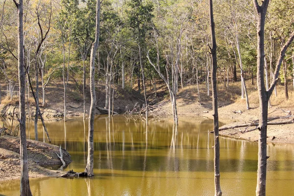 Tranquil Scenery Small Lake Forest Wildlife Pench National Park Madhya —  Fotos de Stock