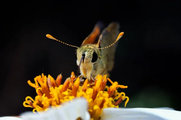 꽃으로 날아가는 나방의 클로즈업 — 스톡 사진