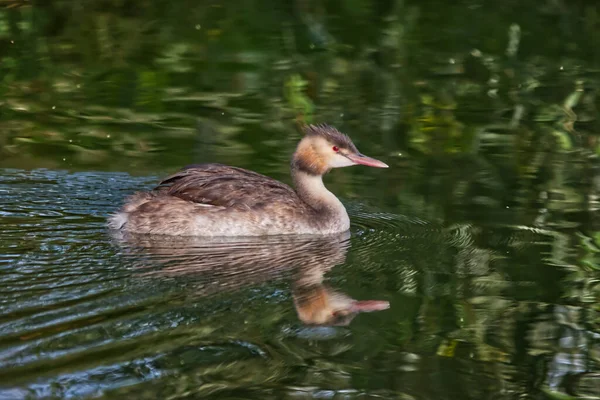 Een Closeup Shot Van Een Nieuw Zeelandse Grebe Vogel Zwemmen — Stockfoto