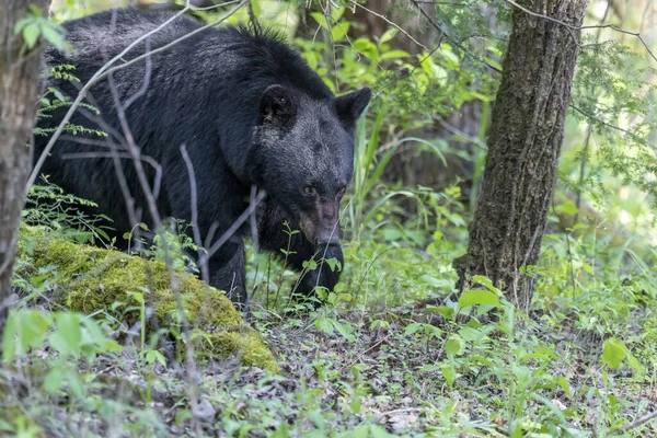 Tiro Close Urso Negro Uma Floresta Fundo Turvo — Fotografia de Stock