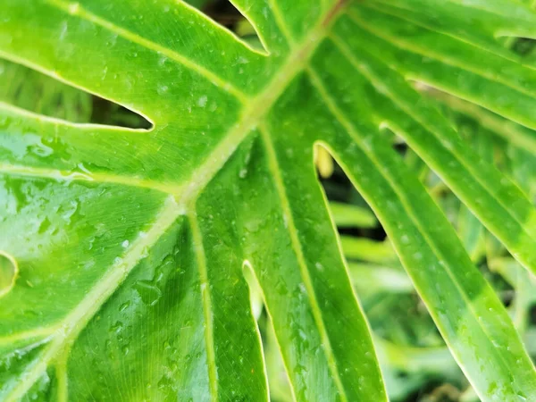 Een Close Opname Van Een Philodendron Blad Gevangen Malaga Spanje — Stockfoto