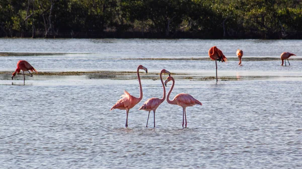 Flamingók Tavon Nappal — Stock Fotó
