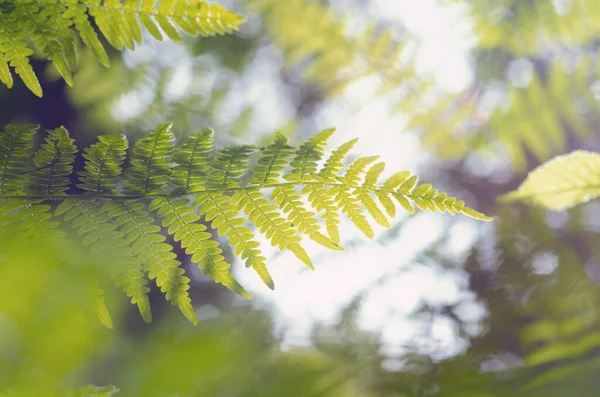 Tiro Closeup Mágico Uma Folha Samambaia Verde Claro Fundo Turvo — Fotografia de Stock