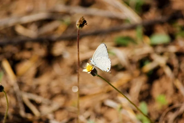 Beautiful Shot White Butterfly Flower Wildlife Pench National Park Madhya — 图库照片