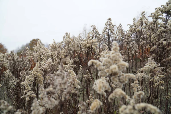 Primer Plano Hierbas Emplumadas Durante Día Otoño Polonia — Foto de Stock