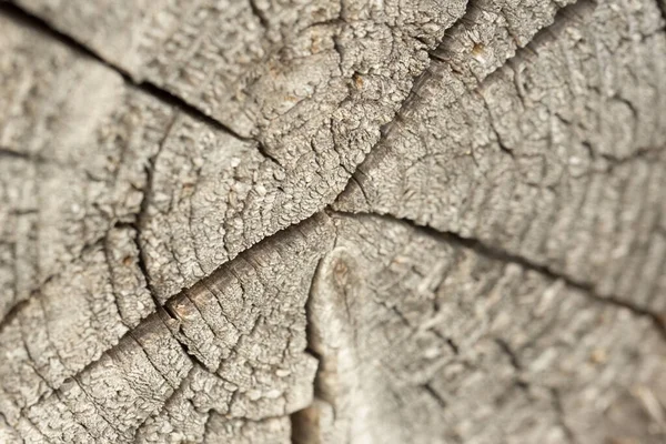 Closeup Shot Old Wood Texture Tree Stump — 图库照片