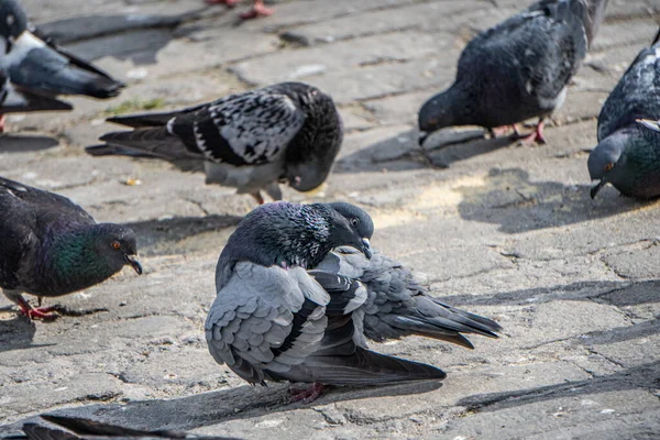 Gros Plan Pigeon Voyageur — Photo