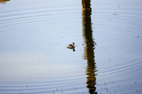 Une Belle Photo Canard Mignon Sur Étang Faune Sauvage Parc — Photo