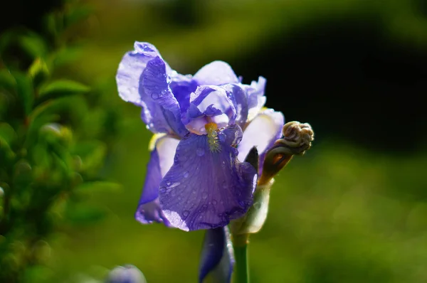 Eine Blaue Iris Nach Einem Regenschauer Gegenlicht Regentropfen Die Französische — Stockfoto