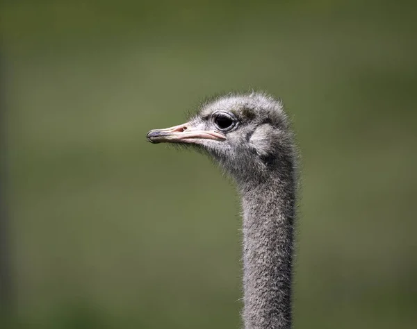 Closeup Emu Whipsnade Zoo Looking Aside Blurred Green Background — Stock Photo, Image