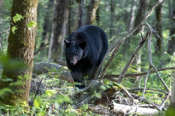 Tiro Close Urso Negro Uma Floresta Fundo Turvo — Fotografia de Stock