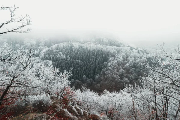 Belo Tiro Uma Floresta Gelada Inverno Das Maravilhas Coberta Neve — Fotografia de Stock