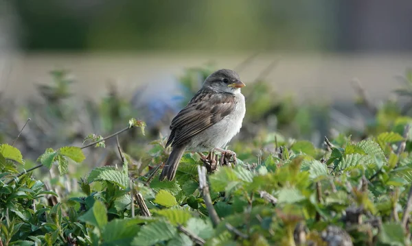 Gros Plan Moineau Domestique Assis Sur Twi — Photo