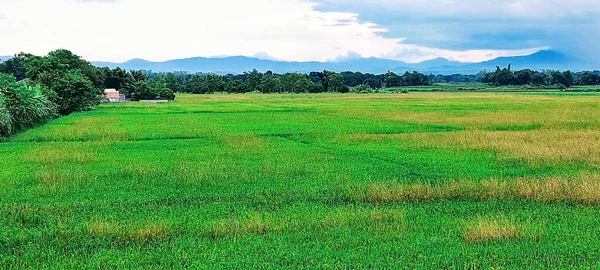 Beautiful Scenery Rice Green Paddy Field Nueva Ecija Philippines — Stock Photo, Image