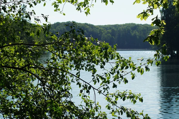 Malebný Pohled Jezero Vidět Přes Větve Stromů Slunečného Dne — Stock fotografie