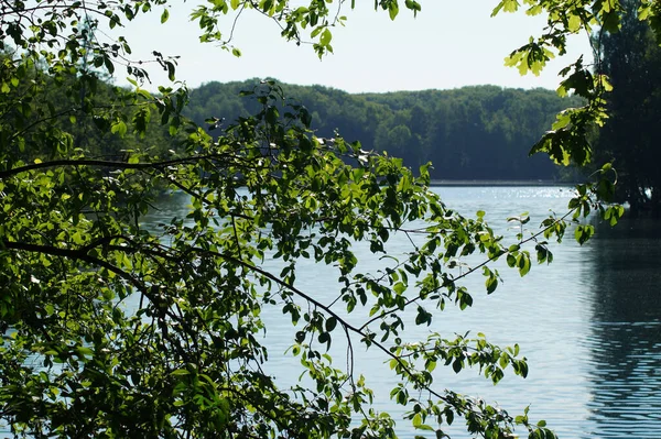 Una Vista Panoramica Del Lago Vista Attraverso Rami Degli Alberi — Foto Stock