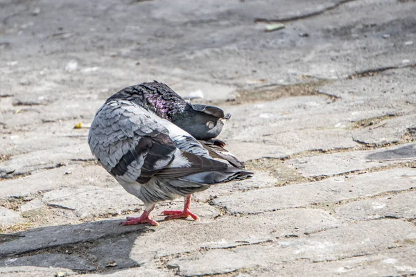 Närbild Måltavla — Stockfoto