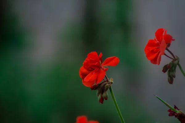 Closeup Shot Red Bedding Geranium Green Blurred Background — Stock Photo, Image