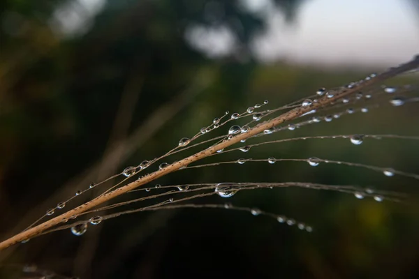 Closeup Shot Leaves Dewdrops — Stock Photo, Image