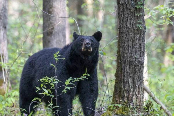 Tiro Close Urso Negro Uma Floresta Fundo Turvo — Fotografia de Stock