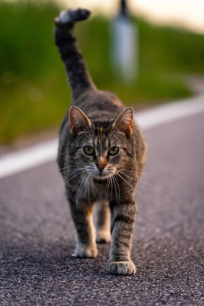 Foco Seletivo Gato Andando Rua Contra Fundo Turvo — Fotografia de Stock